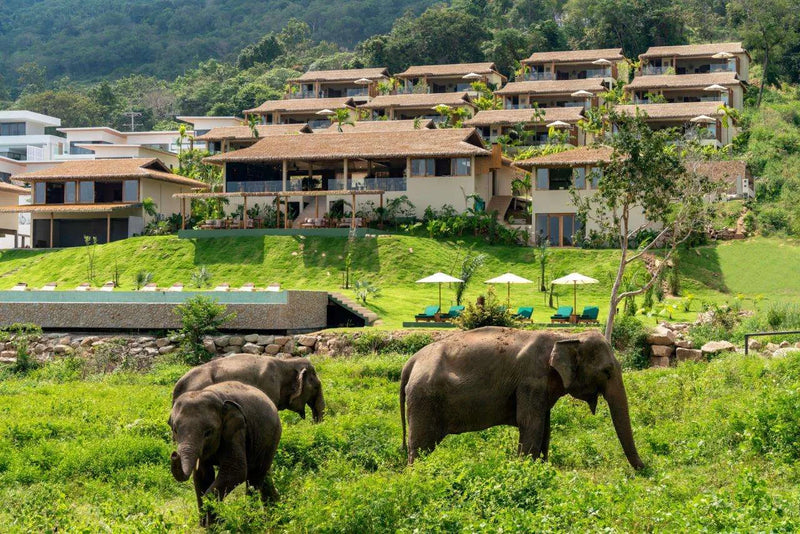 Samui Elephant Sanctuary — Ethical Wildlife Encounter